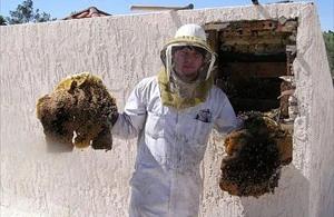 Sierra Vista Bee Removal employee holding removed comb